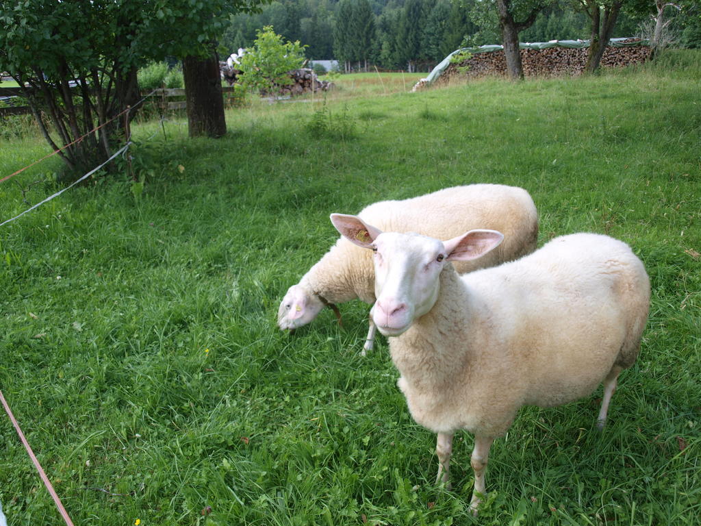Farm stay Kehlbauer Hof bei Salzburg